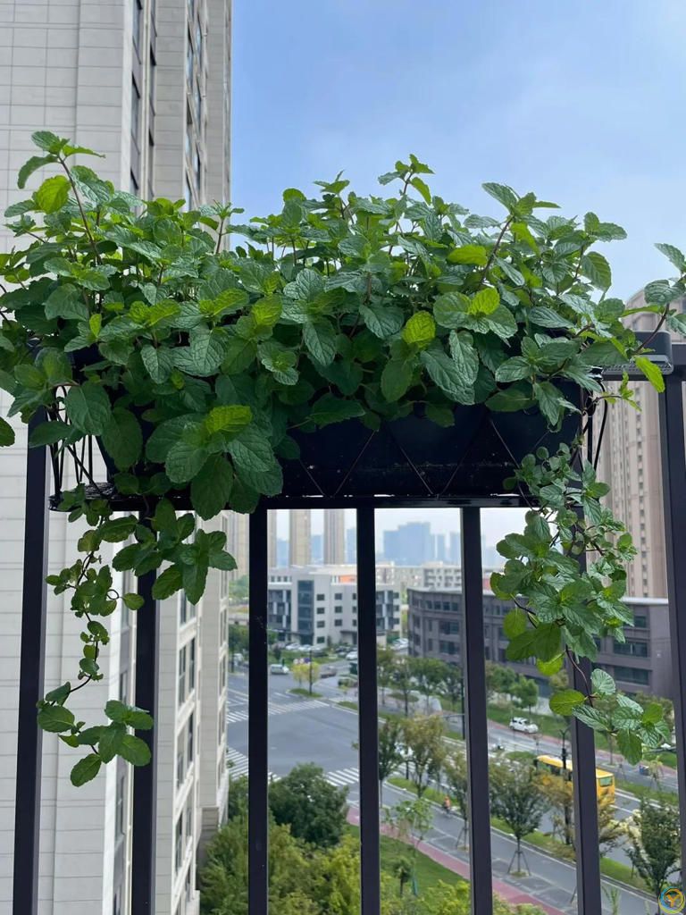 蚊子最“讨厌”的8种植物，家里养1盆，蚊虫不进门