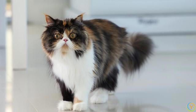 猫的毛发大部分是什么颜色？猫咪毛色之谜：那些让人爱不释手颜色