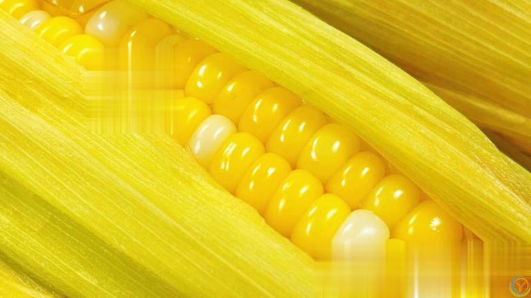 煮玉米别直接用清水！加2样料，玉米软嫩香甜