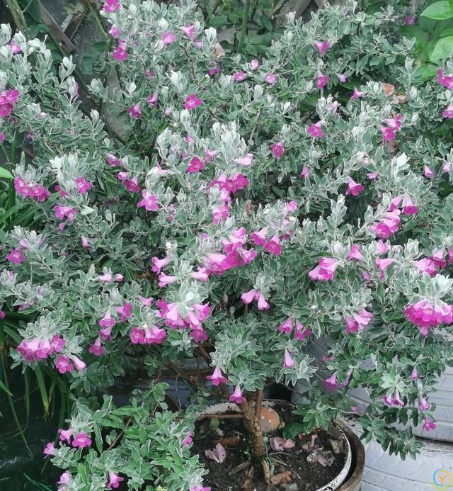 有种冷门、但很***的花，不输三角梅，春天开到秋天，耐热又耐寒