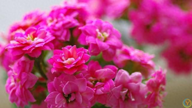 温度高于30度，这些花就要&ldquo;睡觉&rdquo;，少水，停肥，反而更健壮