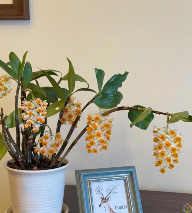 这8种花，花期长到离谱！养好了，甚至一年四季都能开花！