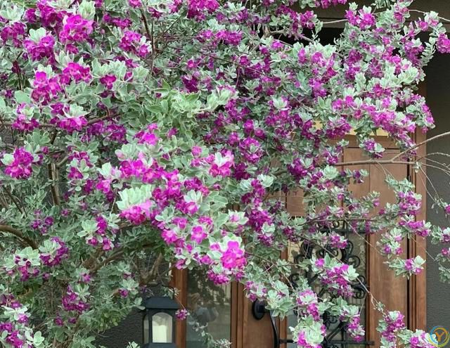 有种冷门、但很***的花，不输三角梅，春天开到秋天，耐热又耐寒