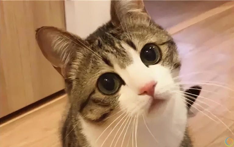 一篇文章带你看完猫咪的一生，值得每一位铲屎官看一看！