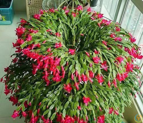 温度高于30度，这些花就要“睡觉”，少水，停肥，反而更健壮