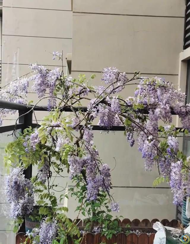 这8种花，花期长到离谱！养好了，甚至一年四季都能开花！