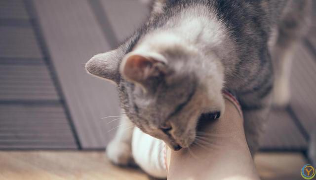 养猫新手攻略：挑选适合自己的猫咪，享受幸福的撸猫生活