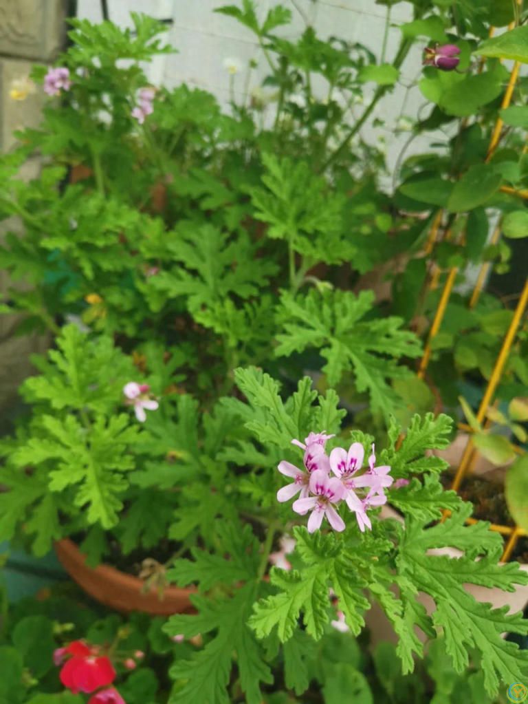 蚊子最&ldquo;讨厌&rdquo;的8种植物，家里养1盆，蚊虫不进门
