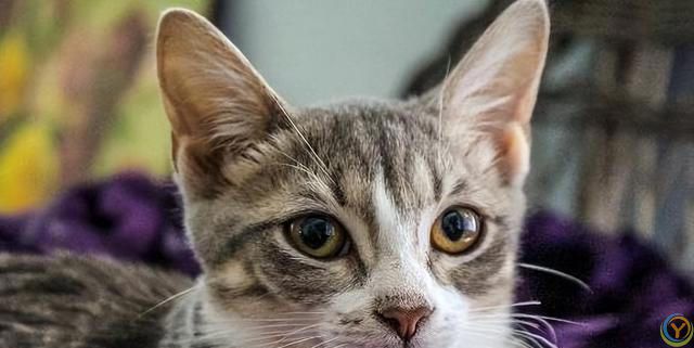 撸猫前必看的4种“禁忌”，你这样做，猫咪不恨你才怪