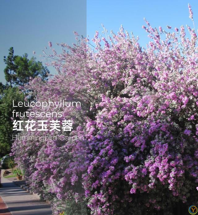 有种冷门、但很***的花，不输三角梅，春天开到秋天，耐热又耐寒