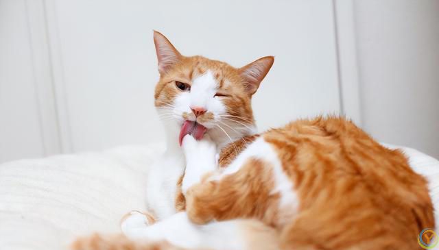 揭秘猫咪的梳妆台：猫为何爱整理毛发？完全不梳理的猫咪正常吗？