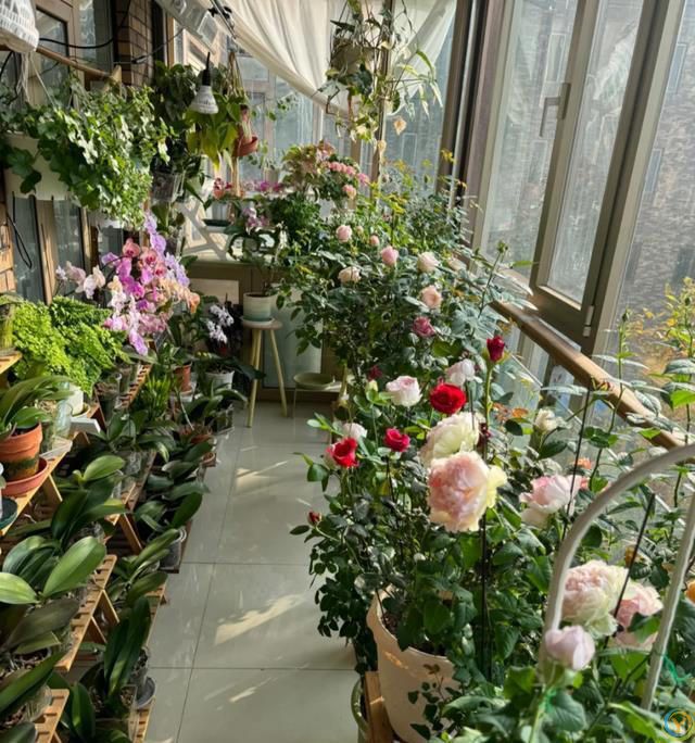 这8种花，花期长到离谱！养好了，甚至一年四季都能开花！