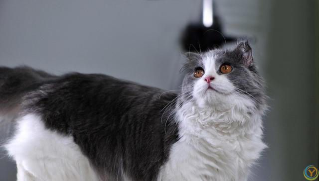 猫的毛发大部分是什么颜色？猫咪毛色之谜：那些让人爱不释手颜色