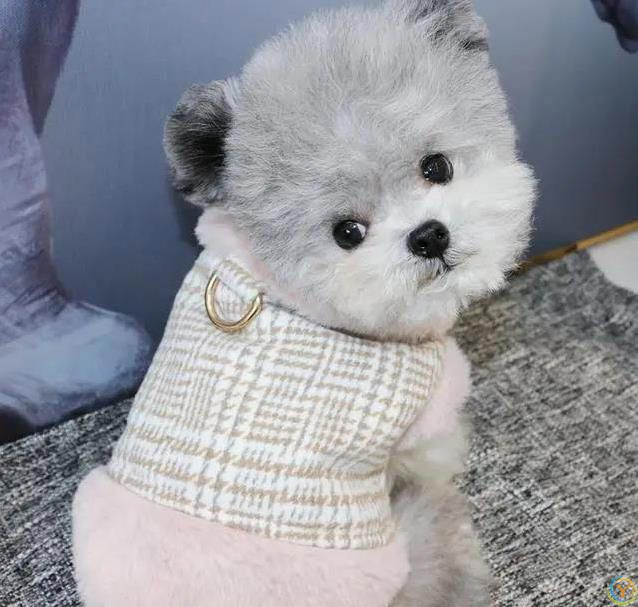 6种小型犬超好养，寿命长到19年，你家选哪只？