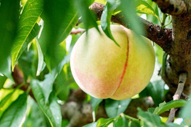 &ldquo;宁吃烂桃一筐，不吃好杏一个&rdquo;，&ldquo;烂桃&rdquo;指啥？吃桃有啥讲究？