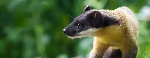 贡嘎山小猛兽横行，蛇当零食吃，连50倍大熊猫都敢惹？