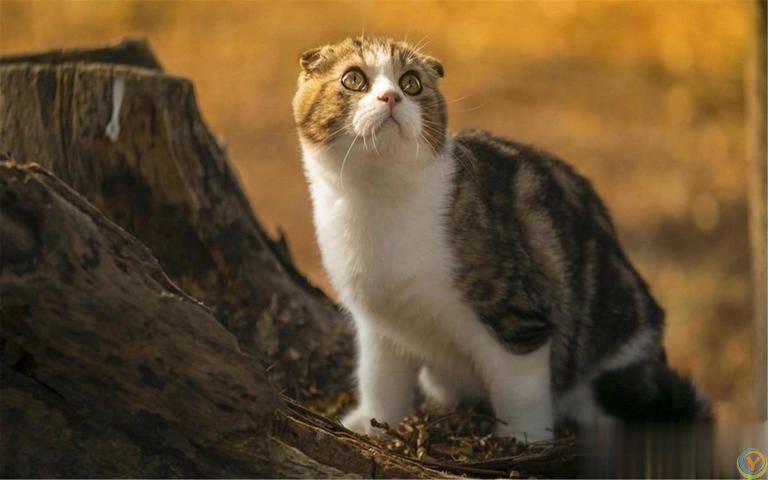 这几种猫真的通人性，养到一只，你就偷笑吧！