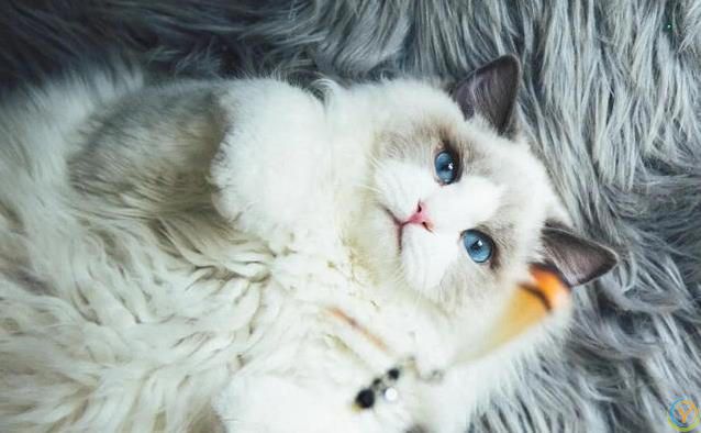 布偶猫颜值爆表却被频频弃养？玻璃胃掉毛多，养它有多难？