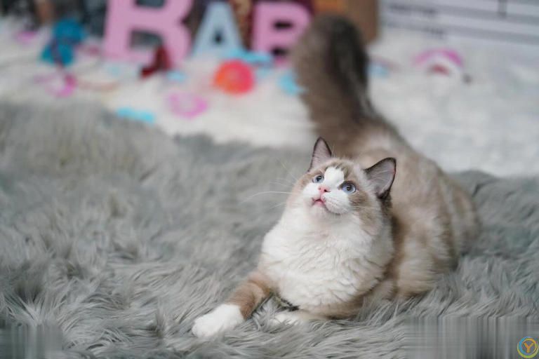 布偶猫成长记：从小顽皮到温柔天使的奇妙转变！