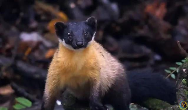 贡嘎山小猛兽横行，蛇当零食吃，连50倍大熊猫都敢惹？