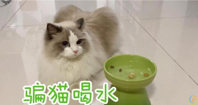 布偶猫“毛发粗糙”怎么改善？这几个方面要做好！