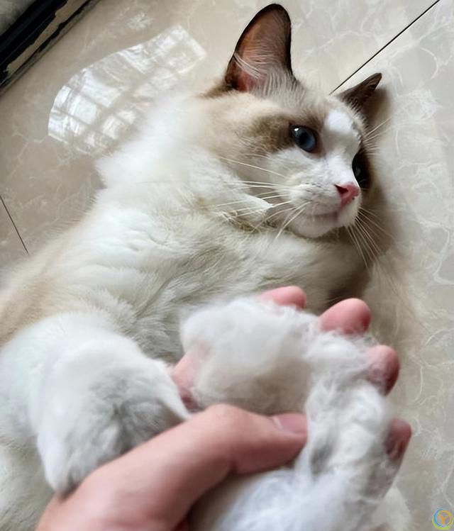 布偶猫“毛发粗糙”怎么改善？这几个方面要做好！