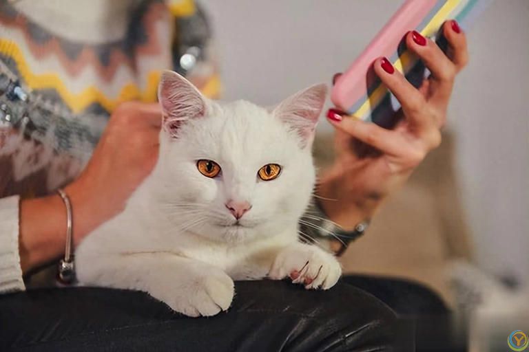 拥有这些猫咪，你将拥有无尽的欢乐！