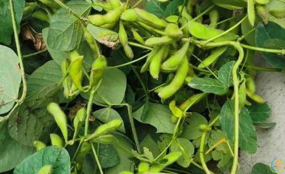 毛豆煮一煮，血管清爽又燃脂，3步做出饭店味！