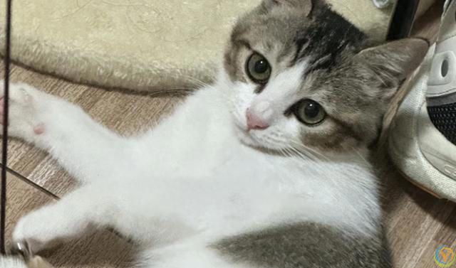 性格好的猫咪从小&ldquo;装&rdquo;出来的？这5个坏习惯，你家猫中了几个？