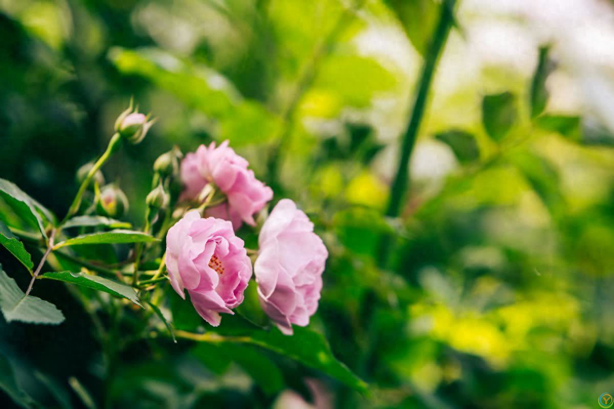 懂得&ldquo;三慢两快&rdquo;的男人，更容易让女人离不开