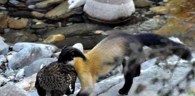 贡嘎山小猛兽横行，蛇当零食吃，连50倍大熊猫都敢惹？