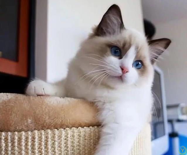 布偶猫颜值爆表却被频频弃养？玻璃胃掉毛多，养它有多难？