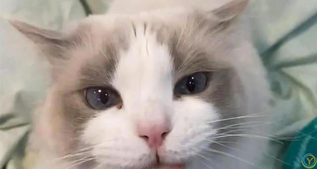 布偶猫“毛发粗糙”怎么改善？这几个方面要做好！