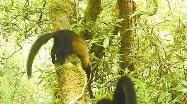 贡嘎山小猛兽横行，蛇当零食吃，连50倍大熊猫都敢惹？