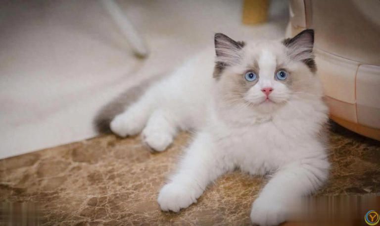 布偶猫的蜕变：从淘气包到温柔天使的成长故事！