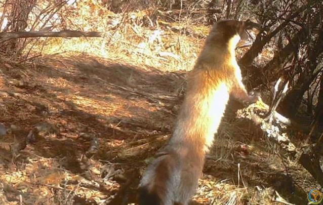 贡嘎山小猛兽横行，蛇当零食吃，连50倍大熊猫都敢惹？
