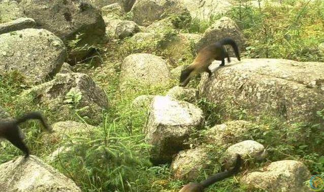 贡嘎山小猛兽横行，蛇当零食吃，连50倍大熊猫都敢惹？