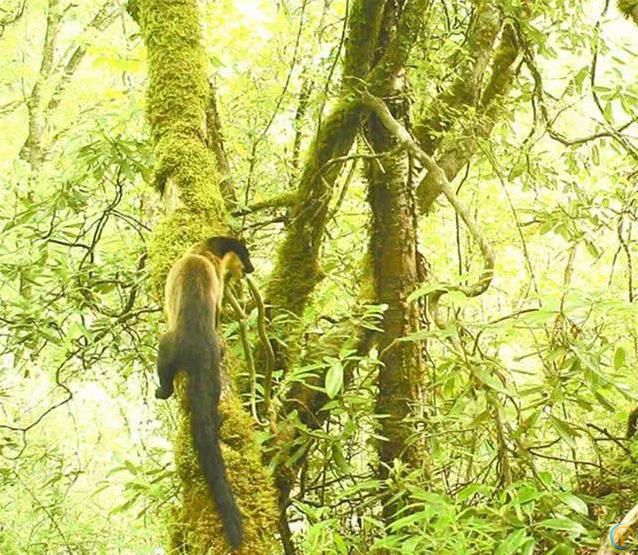 贡嘎山小猛兽横行，蛇当零食吃，连50倍大熊猫都敢惹？