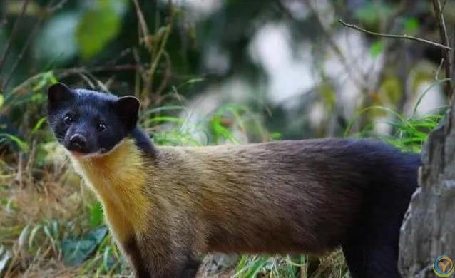 贡嘎山小猛兽横行，蛇当零食吃，连50倍大熊猫都敢惹？
