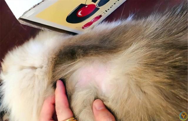 布偶猫“毛发粗糙”怎么改善？这几个方面要做好！