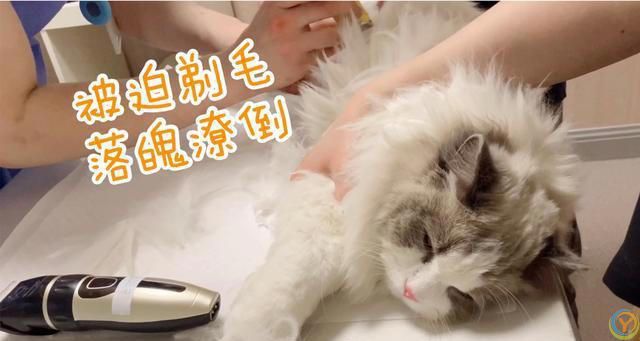 布偶猫“毛发粗糙”怎么改善？这几个方面要做好！