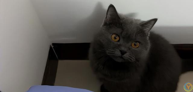 性格好的猫咪从小“装”出来的？这5个坏习惯，你家猫中了几个？