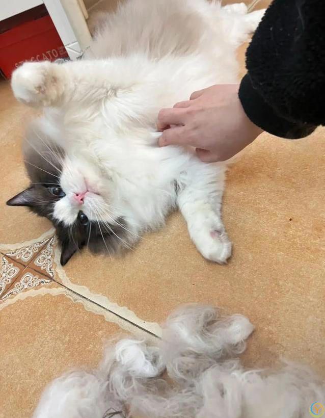 布偶猫颜值爆表却被频频弃养？玻璃胃掉毛多，养它有多难？