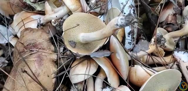 肝不好不能吃糯米？医生告诫：不想加速肝衰竭，4样食物谨慎食用