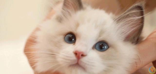 布偶猫&ldquo;毛发粗糙&rdquo;怎么改善？这几个方面要做好！