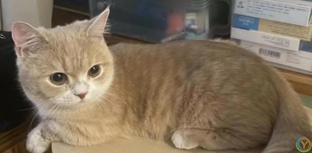 性格好的猫咪从小“装”出来的？这5个坏习惯，你家猫中了几个？