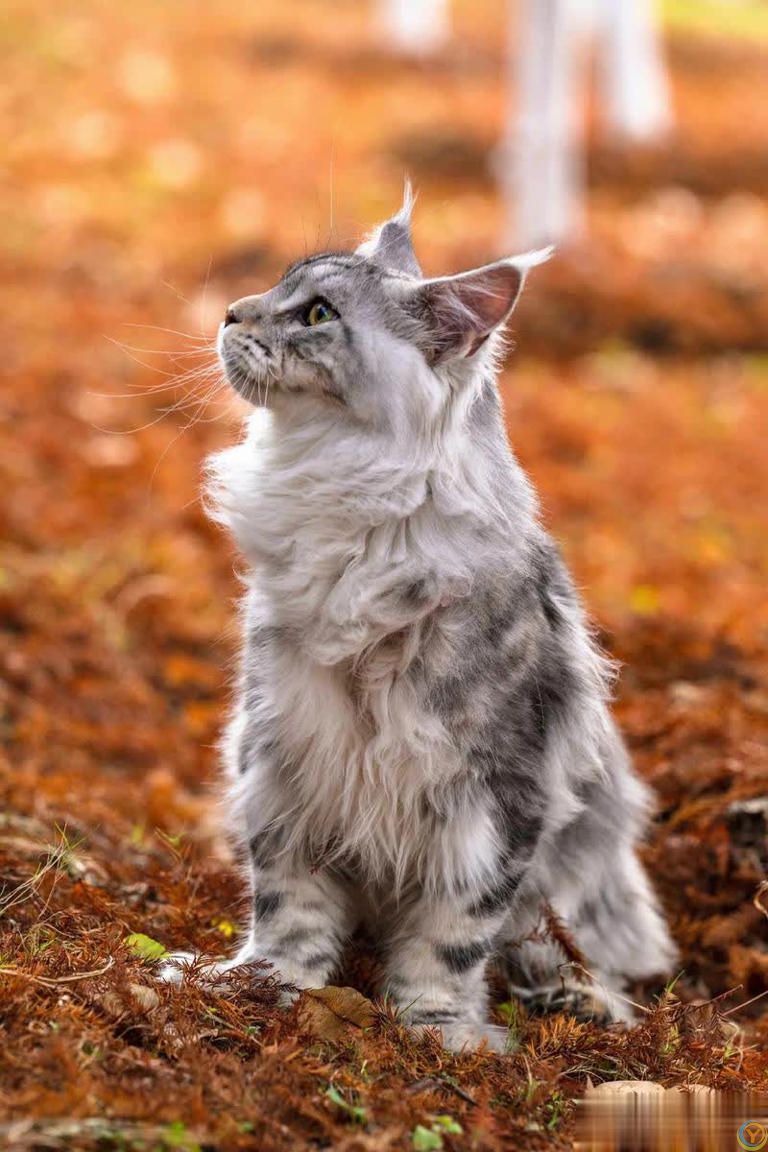 这几种猫真的通人性，养到一只，你就偷笑吧！