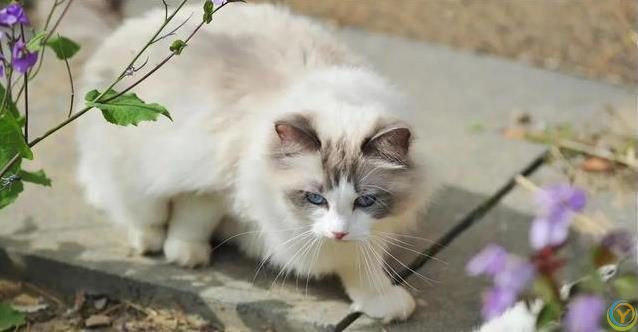 布偶猫颜值爆表却被频频弃养？玻璃胃掉毛多，养它有多难？