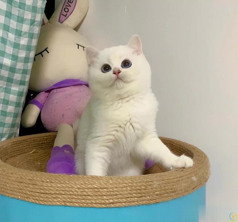 这几种猫真的通人性，养到一只，你就偷笑吧！