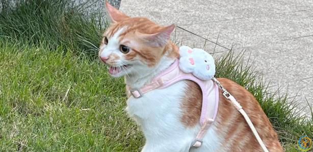 性格好的猫咪从小“装”出来的？这5个坏习惯，你家猫中了几个？